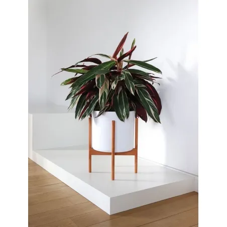 Window display plinth, black