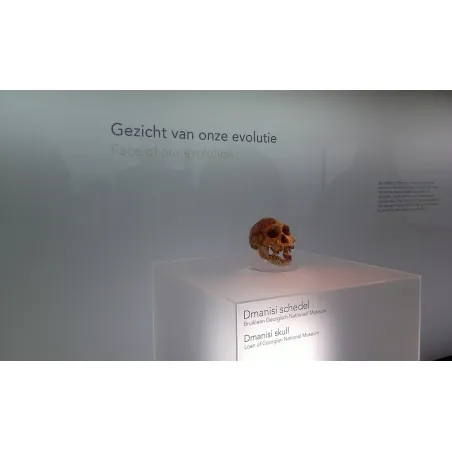 Acrylic Plinth