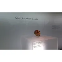 Acrylic Plinth
